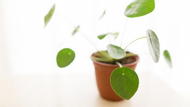 plants such as betel leaf vines