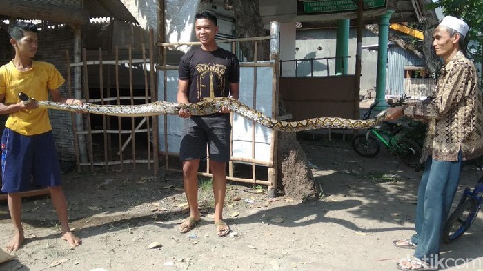 ular sanca di mojokerto
