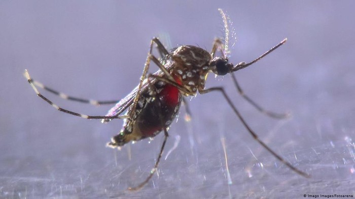 Waspada Ancaman DBD di Tengah Pandemi Covid-19 Waspada Ancaman DBD di Tengah Pandemi Covid-19