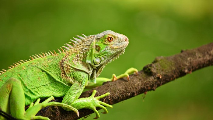 Iguan and her meal