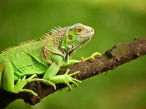 Taiwan Akan Musnahkan 120 Ribu Iguana Hijau!