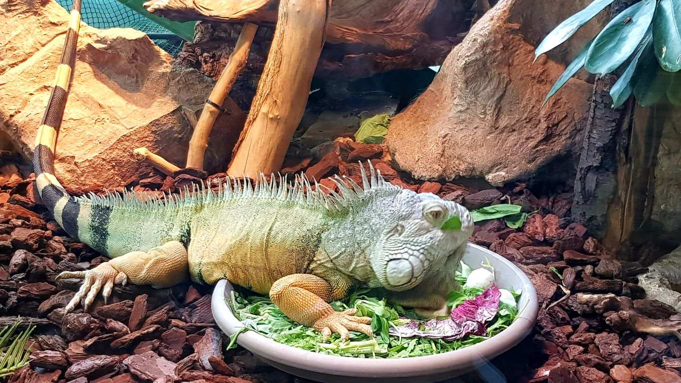 Iguan and her meal