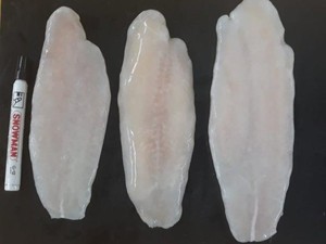 Ikan Dori Adalah Ikan Patin, Ini Kata Menteri Kelautan