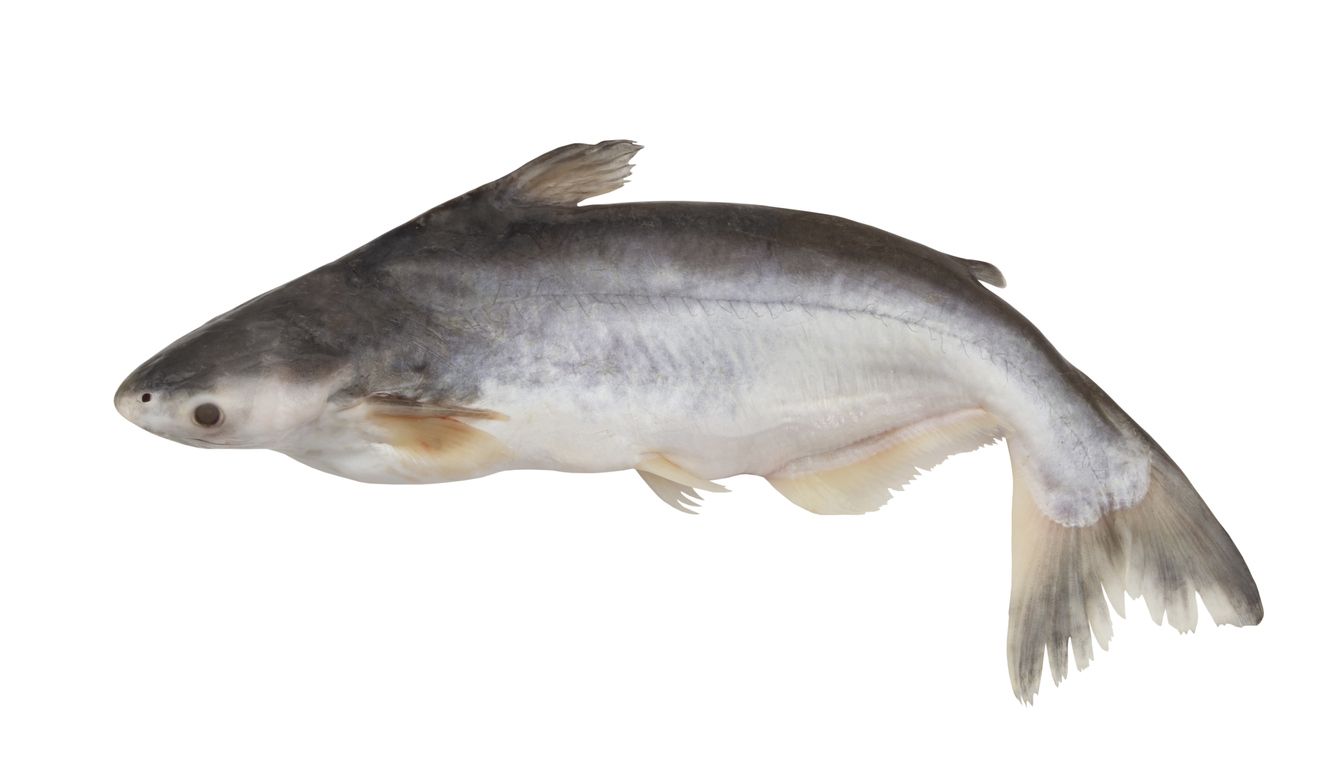 1201790659 Fresh raw pangasius fish isolated on white background