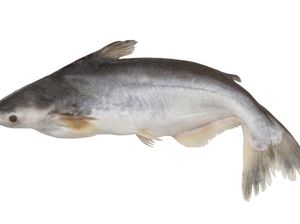 7 Manfaat Ikan Patin untuk Kesehatan, Salah Satunya Cegah Kolesterol