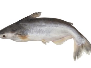 Terungkap! Ikan Fillet Dori Ternyata Ikan Patin
