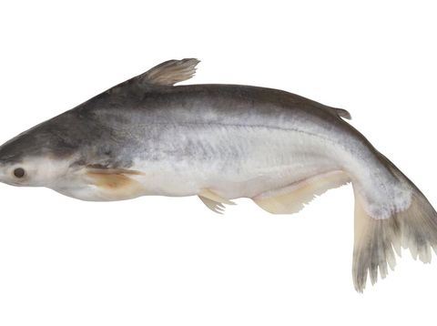 Fresh raw pangasius fish isolated on white background