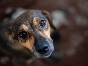 Daging Anjing Bukan untuk Konsumsi, Ini Bahayanya Jika Tetap Dimakan