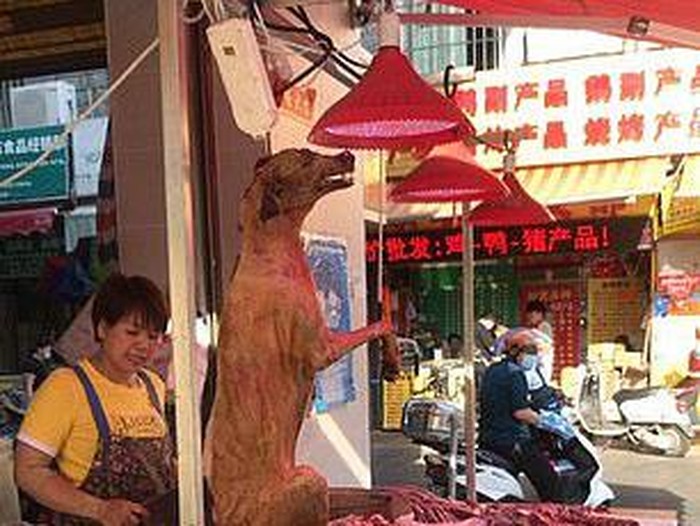 festival daging anjing china