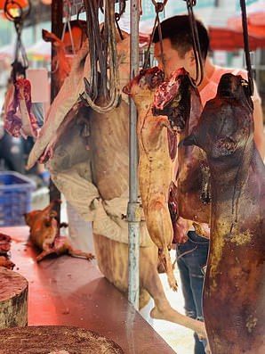 festival daging anjing china