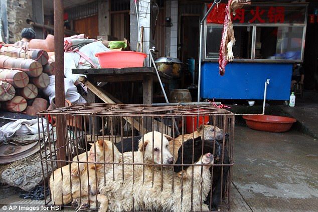 Festival daging anjing Yulin