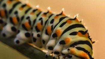 Yakin nggak gemas dengan ulat ini? Foto: meitalbiton via Bored Panda