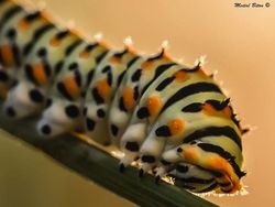 Gemasnya Kaki Kecil Ulat, Yakin Nggak Jadi Geli!