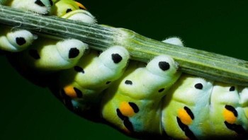 Lucunya motif dari ulat yang satu ini. Foto: via Bored Panda