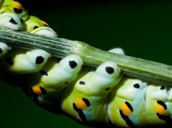 Gemasnya Kaki Kecil Ulat, Yakin Nggak Jadi Geli!