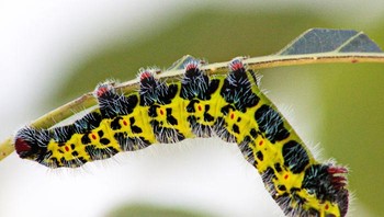 Ciat! Ulat sedang beratraksi dengan kaki yang super lengket di tangkai daun. Foto: Francisco SotoFollow via Bored Panda