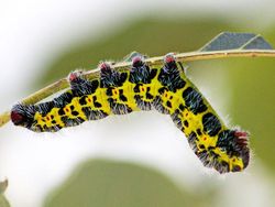 Gemasnya Kaki Kecil Ulat, Yakin Nggak Jadi Geli!