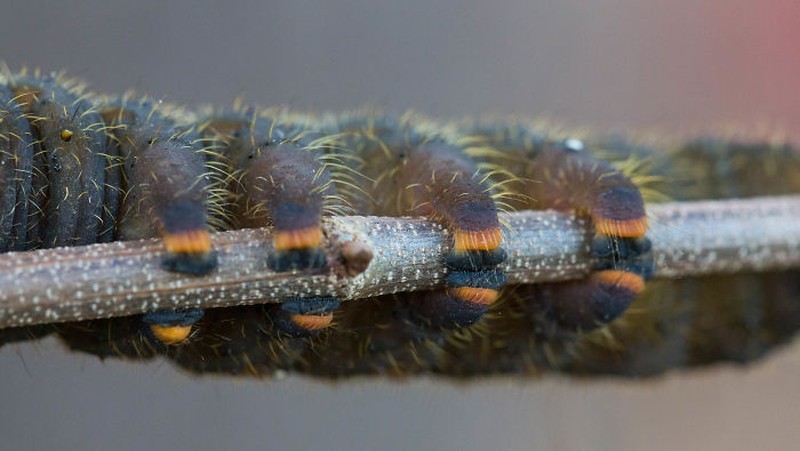 Siapa bilang ulat cuma bisa bikin merinding atau bergidik karena geli? Lihat kaki-kaki lucu milik mereka, gemas banget sih!