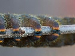 Gemasnya Kaki Kecil Ulat, Yakin Nggak Jadi Geli!