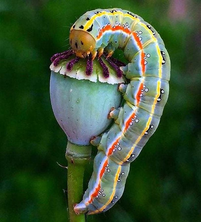 Siapa bilang ulat cuma bisa bikin merinding atau bergidik karena geli? Lihat kaki-kaki lucu milik mereka, gemas banget sih!