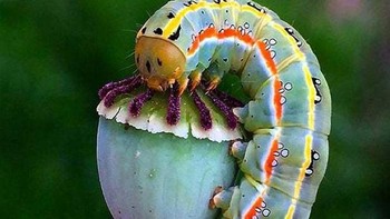 Warna ulat ini pun cantik banget! Foto: Reddit via Bored Panda