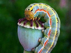 Gemasnya Kaki Kecil Ulat, Yakin Nggak Jadi Geli!