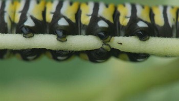 Warna hitam mengkilap pada kaki ulat yang bergelantungan. Foto: Elizabeth Howard via Bored Panda