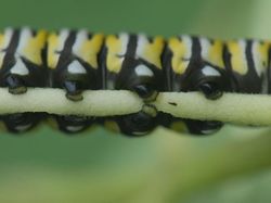 Gemasnya Kaki Kecil Ulat, Yakin Nggak Jadi Geli!