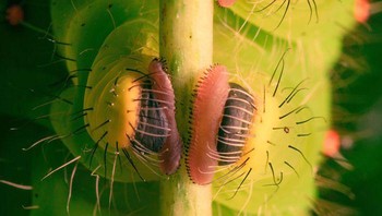 Kakinya bagaikan jelly yang kenyal, lucu ya. Foto: Reddit via Bored Panda