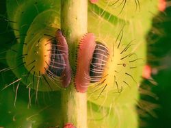 Gemasnya Kaki Kecil Ulat, Yakin Nggak Jadi Geli!