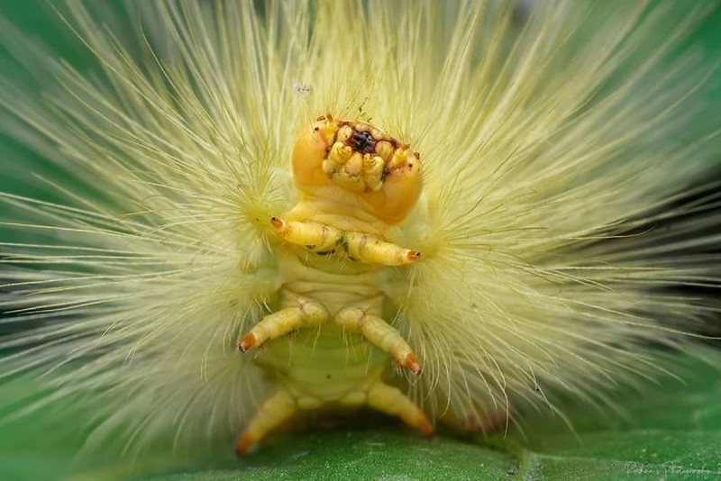 Siapa bilang ulat cuma bisa bikin merinding atau bergidik karena geli? Lihat kaki-kaki lucu milik mereka, gemas banget sih!