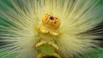 Siapa sangka ulatnya bisa bergaya seperti ini? Foto: roshan_photography17 via Bored Panda