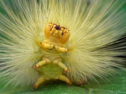 Gemasnya Kaki Kecil Ulat, Yakin Nggak Jadi Geli!