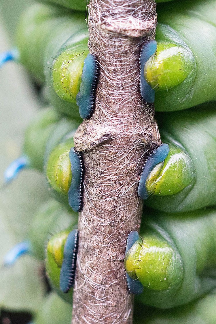 Foto Ulat Siapa bilang ulat cuma bisa bikin merinding atau bergidik karena geli? Lihat kaki-kaki lucu milik mereka, gemas banget sih!