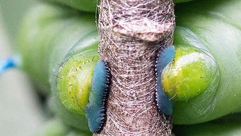 Lihatlah kaki gemas dari ulat yang satu ini! Foto: Tonya Wilhelm via Bored Panda