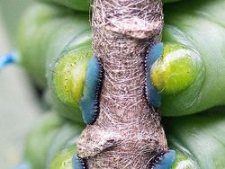 Gemasnya Kaki Kecil Ulat, Yakin Nggak Jadi Geli!