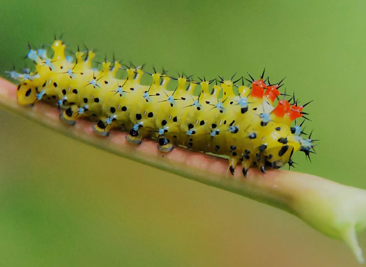 Foto Ulat Siapa bilang ulat cuma bisa bikin merinding atau bergidik karena geli? Lihat kaki-kaki lucu milik mereka, gemas banget sih!