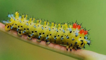 Besar nanti akan jadi kupu-kupu yang cantik! Foto: Yankech gary via Bored Panda