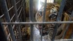 Gemes Banget! Ini Bayi Harimau di Banjarnegara