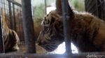 Gemes Banget! Ini Bayi Harimau di Banjarnegara
