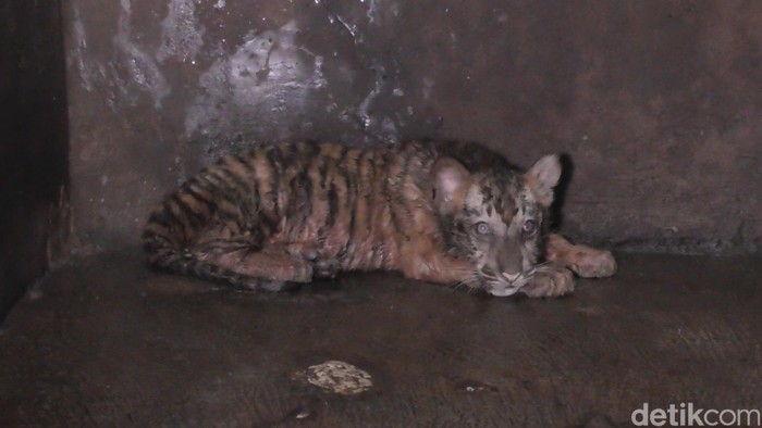 Harimau benggala di Taman Rekreasi Margasatwa Serulingmas Banjarnegara