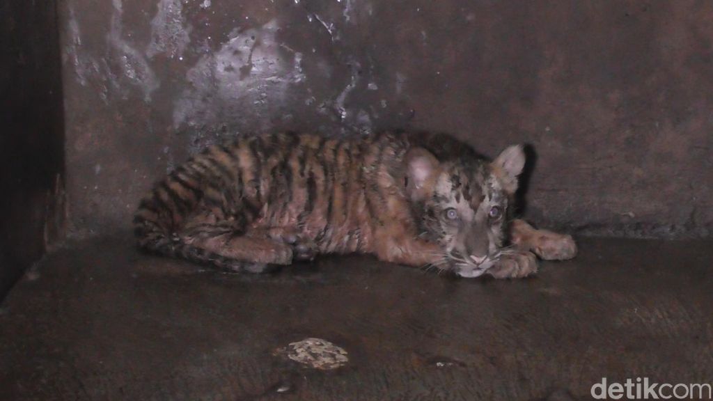 Harimau benggala di Taman Rekreasi Margasatwa Serulingmas Banjarnegara
