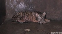 Selama masa pandemi, koleksi harimau benggala di Taman Rekreasi Margasatwa Serulingmas (TRMS) Banjarnegara bertambah. Seekor induk melahirkan satu anak.