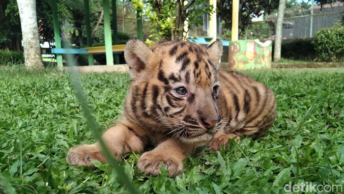 koleksi harimau di Taman Rekreasi Margasatwa Serulingmas (TRMS) Banjarnegara bertambah. Seekor bayi harimau benggala ini lahir dengan berat 3 kilogram.