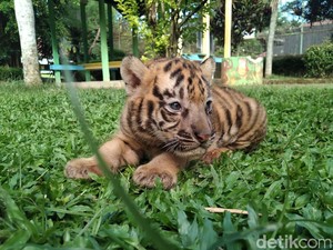 Lucunya! Anak Harimau Benggala Lahir di Kebun Binatang Banjarnegara