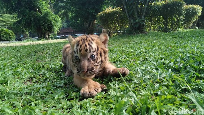 koleksi harimau di Taman Rekreasi Margasatwa Serulingmas (TRMS) Banjarnegara bertambah. Seekor bayi harimau benggala ini lahir dengan berat 3 kilogram.