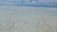 Patok kayu untuk mencari insonem atau cacing laut. Kawasan ini sangat strategis karena berbatasan langsung dengan Negara Palau. Sebagai serambi depan Indonesia, Ayau memiliki potensi perikanan kelautan dan pariwisata.