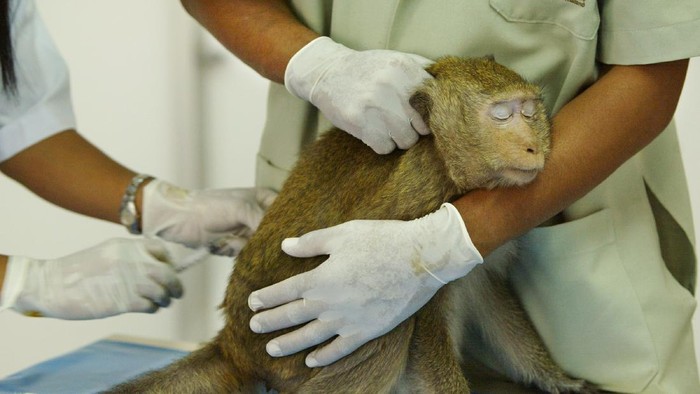 LOPBURI, THAILAND - FEBRUARY 16:  A monkey sits while he gets a vaccination by Veterinarian Juthamas Supanam at the Lopburi Monkey Hospital in Lopburi on February 16, 2004, about 160 kilometers north of Bangkok, in Lopburi, Thailand. The hospital takes care of the hundreds of monkeys who live at the Phra Prang Sam Yot temple.They are tolerated by the Thai people even though they end up getting into trouble on a daily basis running into oncoming traffic and stealing food.  (Photo by Paula Bronstein/Getty Images)