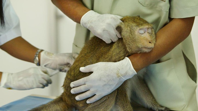 Monyet di Lopburi LOPBURI, THAILAND - FEBRUARY 16: A monkey sits while he gets a vaccination by Veterinarian Juthamas Supanam at the Lopburi Monkey Hospital in Lopburi on February 16, 2004, about 160 kilometers north of Bangkok, in Lopburi, Thailand. The hospital takes care of the hundreds of monkeys who live at the Phra Prang Sam Yot temple.They are tolerated by the Thai people even though they end up getting into trouble on a daily basis running into oncoming traffic and stealing food. (Photo by Paula Bronstein/Getty Images)