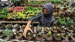 Penjualan Tanaman Hias Laris Manis